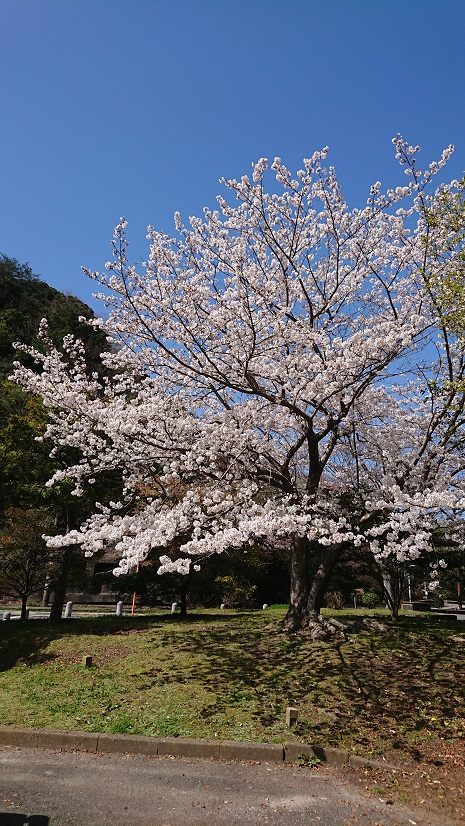 香椎神宮にて桜満開の中...